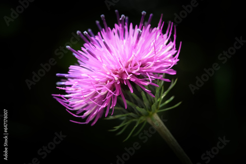 flower of a thistle