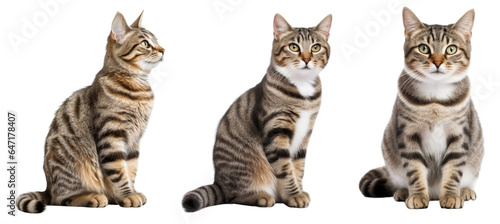 Set of cat in different poses isolated on white background