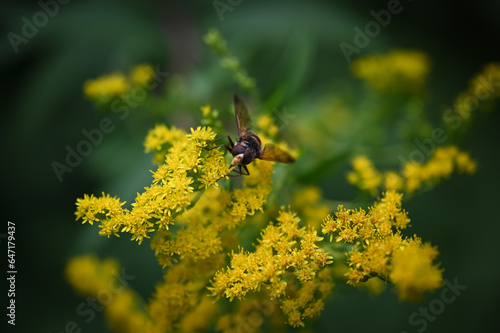 fly on yellow flower © Auslander86