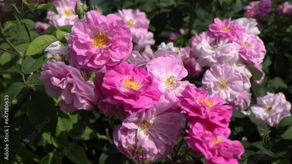 Beautiful pink roses on a background of green leaves. In this enchanting video, you'll be captivated by the mesmerizing beauty of delicate pink roses in full bloom. Beautiful pink roses on a background of green leaves. In this enchanting video, you'll be captivated by the mesmerizing beauty of delicate pink roses in full bloom.