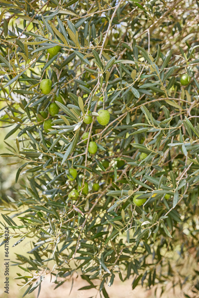 Close-up of the olive tree with young green olives on it. High quality photo.