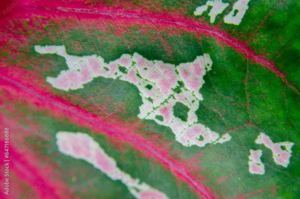 White and pink shapes of striped and vien on green floor of calidium leaf