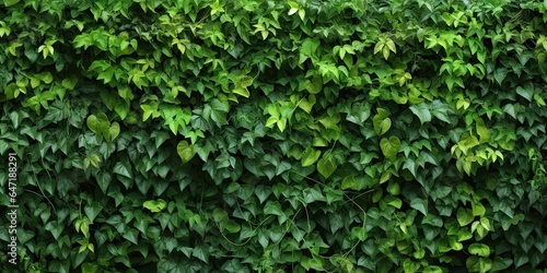 Nature embrace. Wall in full bloom. Summer green symphony. Lush ivy hedge. Tapestry of leaves. Nature art