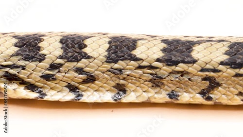 Skin of a ladder snake isolated on white background photo