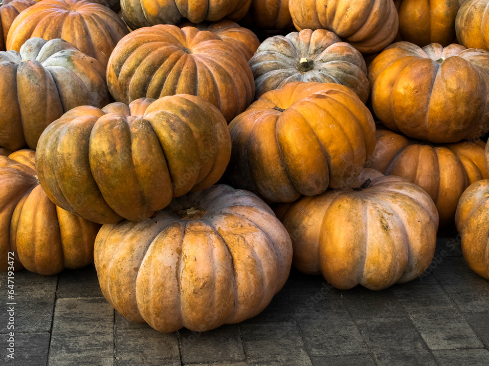 Big pile of pumpkins Big pile of pumpkins