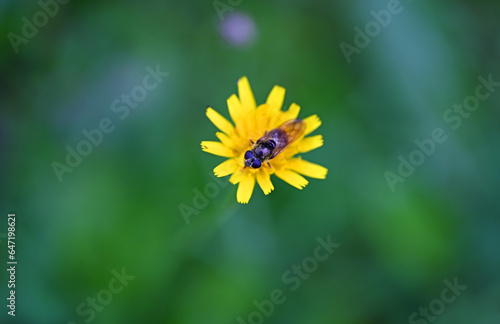 yellow flower in the garden