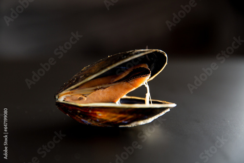 Raw mussel on black background.