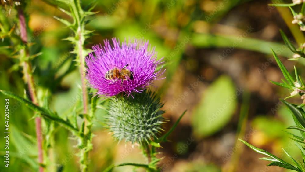 A bee and a bumblebee eat nectar on a milk thistle flower. A bee and a bumblebee eat nectar on a milk thistle flower.