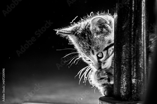 Portrait d'un adorable petit chaton rayé tigré aux yeux bleus  © PicsArt