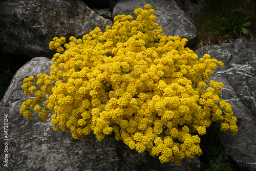 yellow flowers on the stone