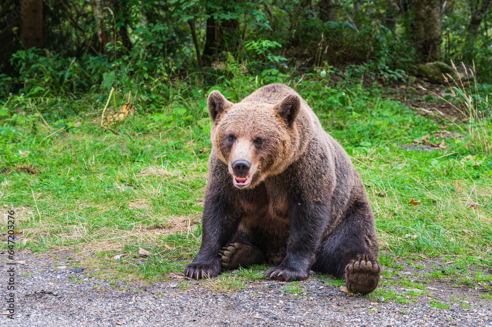 Fototapeta premium Europäischer Braunbär (Ursus arctos arcs) an einem Autorastplatz in freier Natur in den rumänischen Karpaten