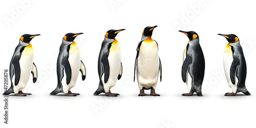 King penguins. isolated on white background