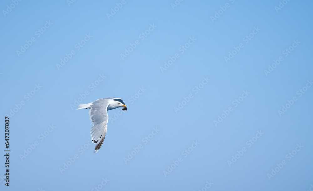 Obraz premium detailed photo of a beautiful seagull in flight. photo during the day.