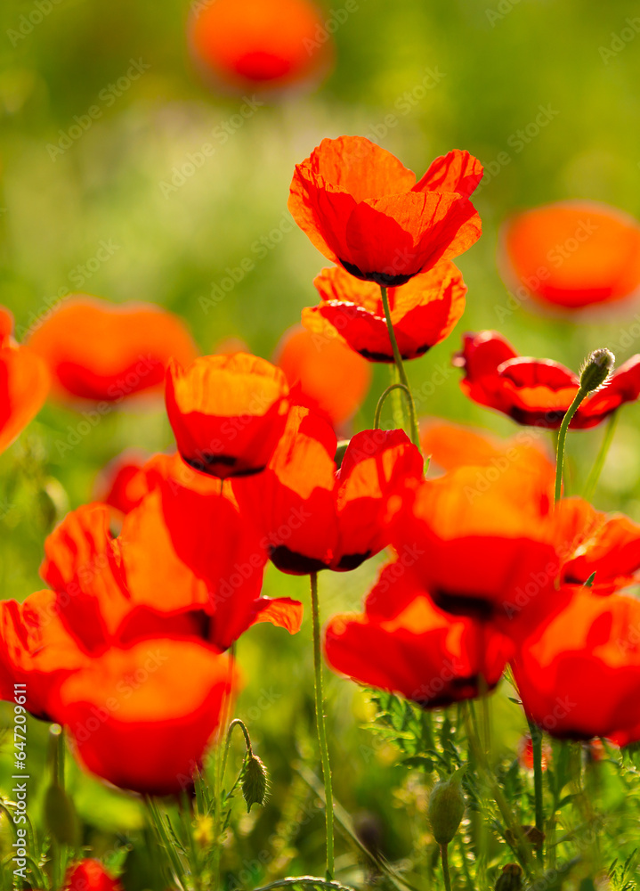 Fototapeta premium Spring, field of poppy flowers. The concept of the freshness of the morning nature. Spring landscape of red wildflowers. Beautiful landscape, pnorama long banner.