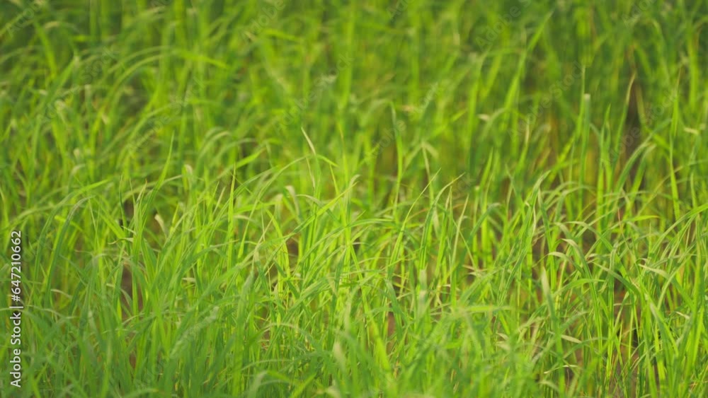 Rice plantation in countryside of summer season Rice plantation in countryside of summer season