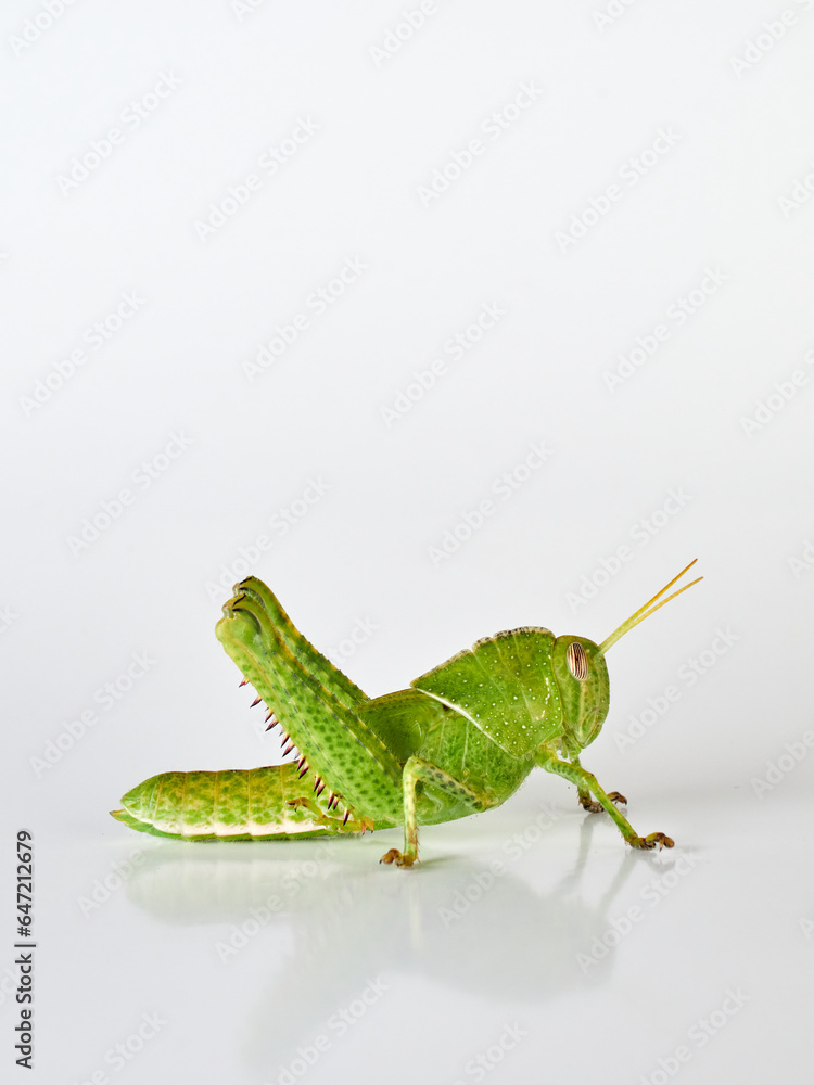 Stunning green grasshopper on a white background. African species, with thorns on its legs. Incredible details. Acanthacris ruficornis