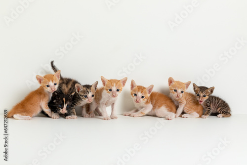 Fototapeta Naklejka Na Ścianę i Meble -  A group of kittens on a white background. Group of kittens. Group of cats.