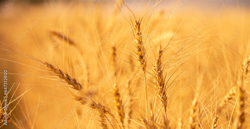 Wheat field on a sunny day. Grain farming, ears of wheat closeup