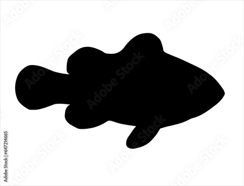 Clow fish silhouette vector art white background photo