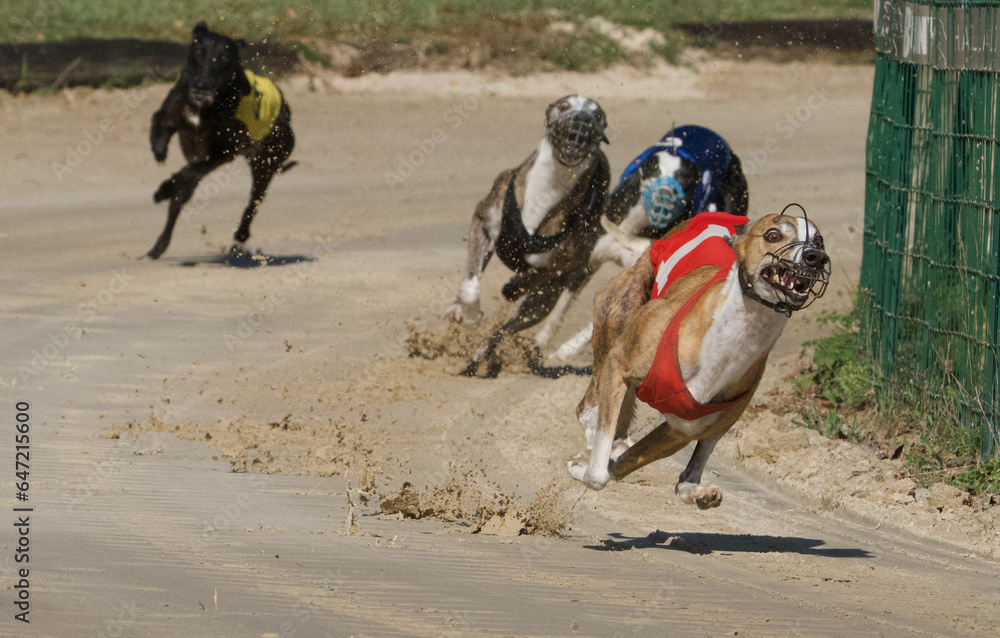 Front view of one number One greyhound followed by 3 blurry other greyhounds on a dogtrack in Chatillon la Palud, France. Front view of one number One greyhound followed by 3 blurry other greyhounds on a dogtrack in Chatillon la Palud, France.