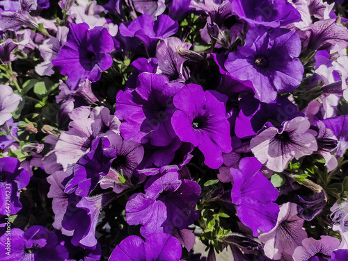 Many beautiful purple-pink petunias grow together in different directions