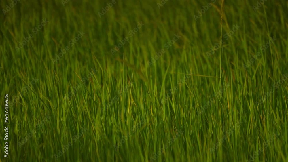 Green grass and rice in field of countryside Green grass and rice in field of countryside