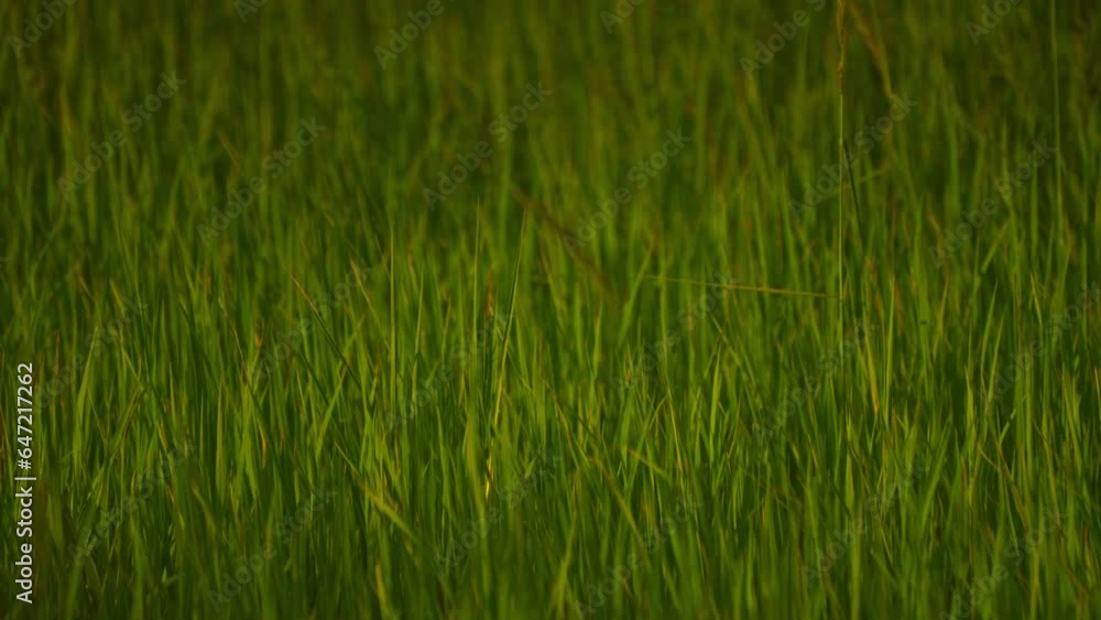 Rice plantation in countryside of summer season Rice plantation in countryside of summer season