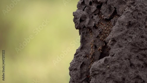 Termite walking in their mound
