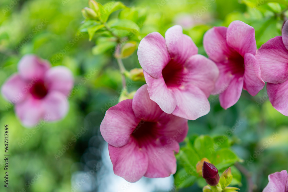 Pink mexican petunia beautiful blooming flower green leaf background. Pink mexican petunia beautiful blooming flower green leaf background.