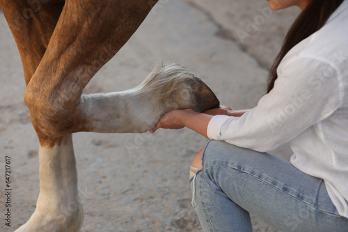 Woman examining horse leg outdoors, closeup. Pet care