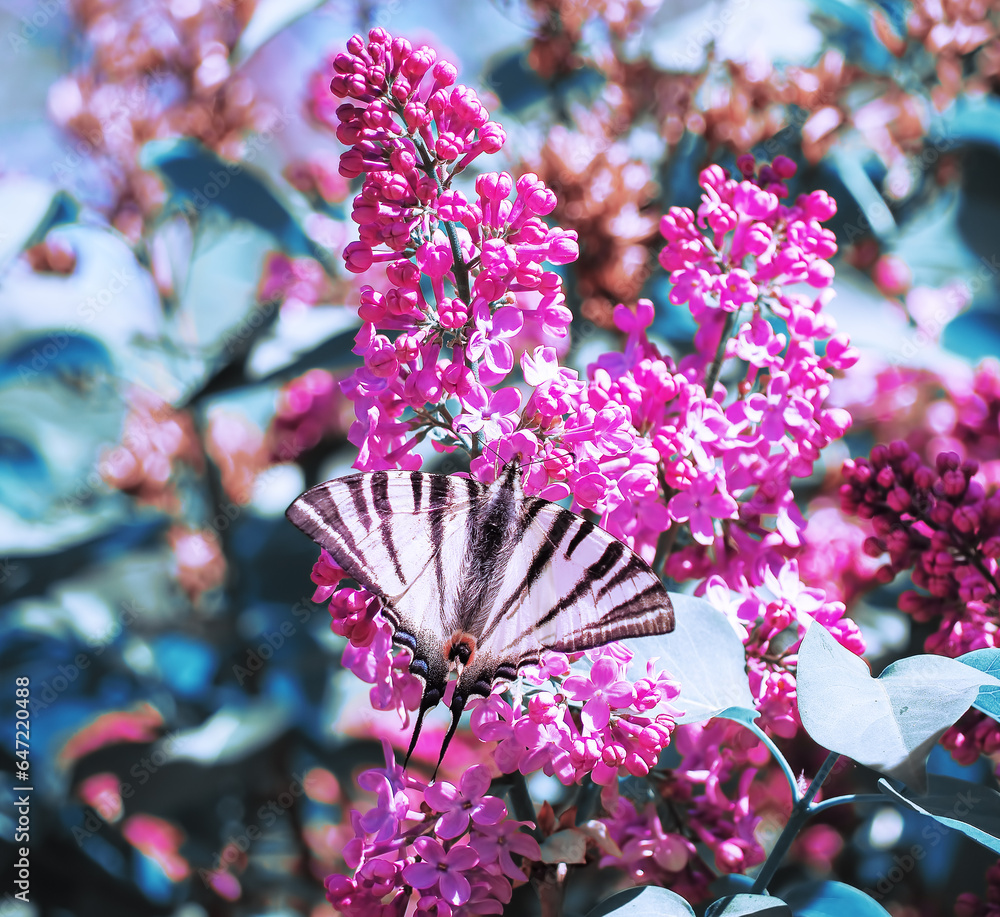 Butterfly machaon at the purple lilac