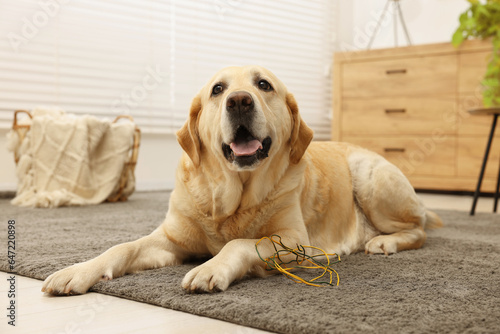 Fototapeta Naklejka Na Ścianę i Meble -  Naughty Labrador Retriever dog near damaged electrical wire at home