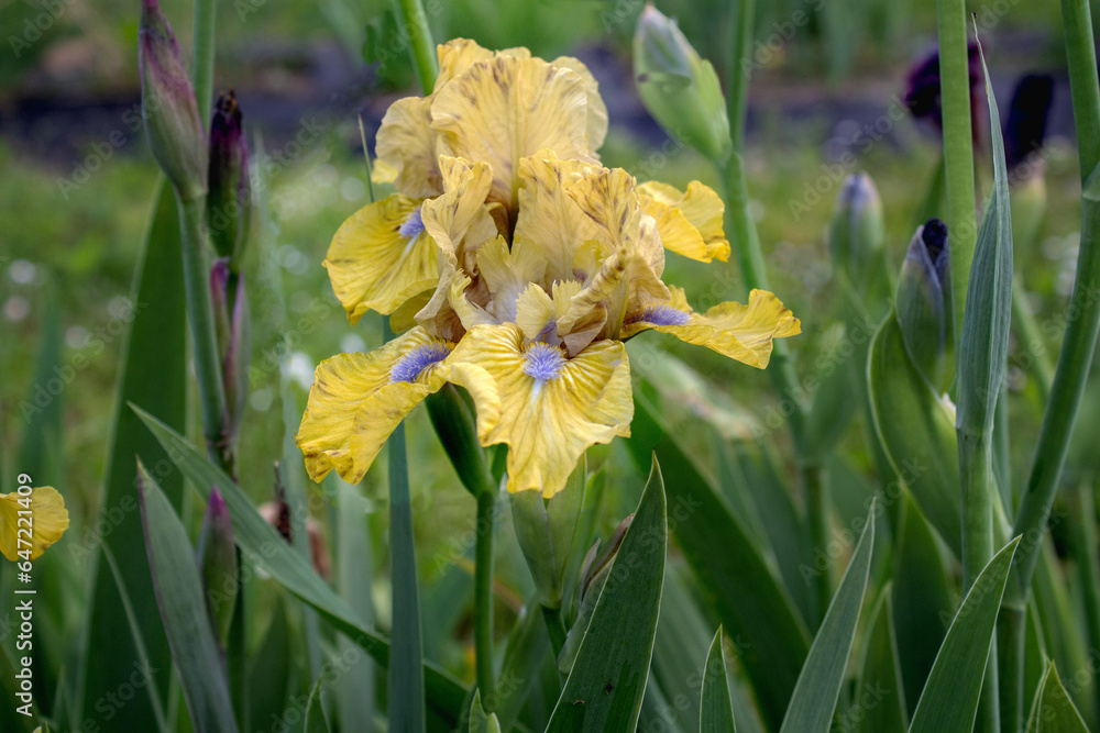
Yellow Iris flower surrounded by green leaves