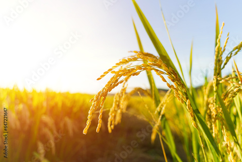 Rice fields in Northeast China in September