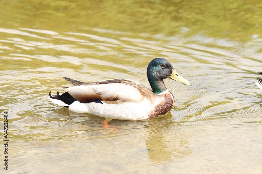Obraz premium One beautiful duck swimming in lake outdoors