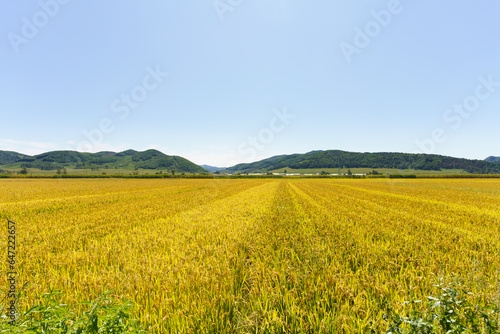 Rice fields in Northeast China in September