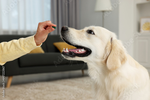 Woman giving pill to cute Labrador Retriever dog indoors, closeup