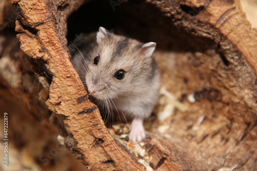 Dsungarischer Zwerghamster, Phodopus dsungorus, süßer Hamster, Haustier photo