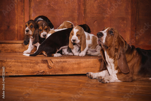many Basset puppies and adult dogs on a brown leather sofa. Group of hunting dogs in a stylish interior in retro vintage style © illustrissima