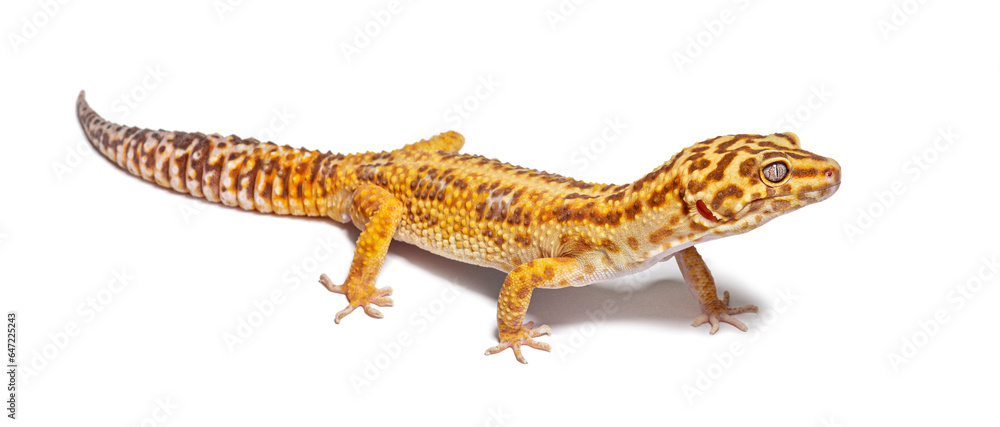 Side view of Leopard gecko, Eublepharis macularius, isolated on white Side view of Leopard gecko, Eublepharis macularius, isolated on white