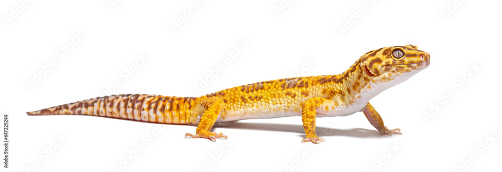 Fototapeta premium Side view of Leopard gecko, Eublepharis macularius, isolated on white