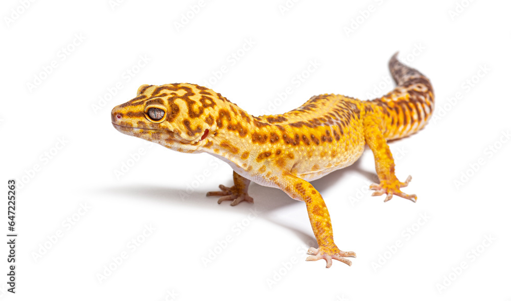 Side view of Leopard gecko, Eublepharis macularius, isolated on white Side view of Leopard gecko, Eublepharis macularius, isolated on white