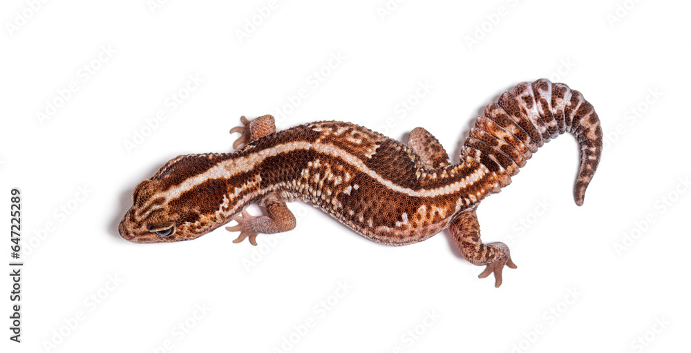 Naklejka premium dorsal view of an african fat-tailed gecko, Hemitheconyx caudicinctus