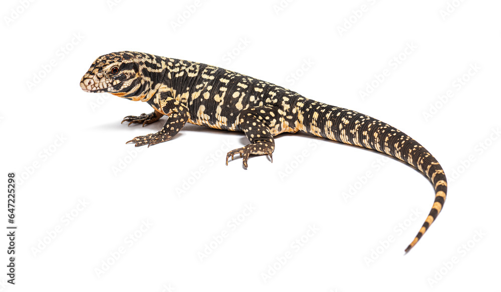 side view of a Argentine black and white tegu, Salvator merianae, side view of a Argentine black and white tegu, Salvator merianae,