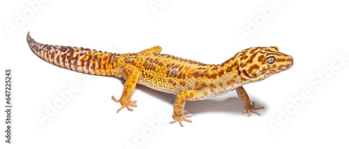 Side view of Leopard gecko  Eublepharis macularius  isolated on white