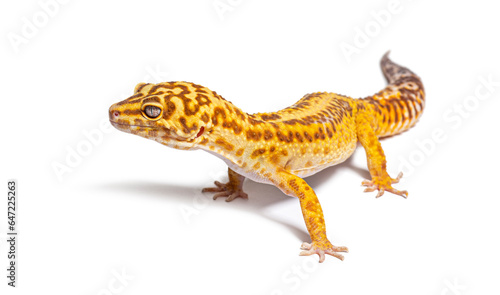 Side view of Leopard gecko  Eublepharis macularius  isolated on white