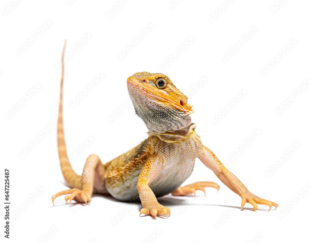 Naklejka premium pogona, Pogona vitticeps, standing in front, isolated on white