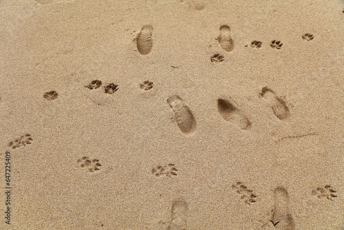 Dog prints on the beach sand