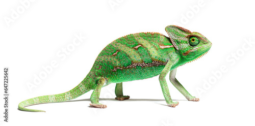 Portrait side view of a veiled chameleon, Chamaeleo calyptratus, isolated on white