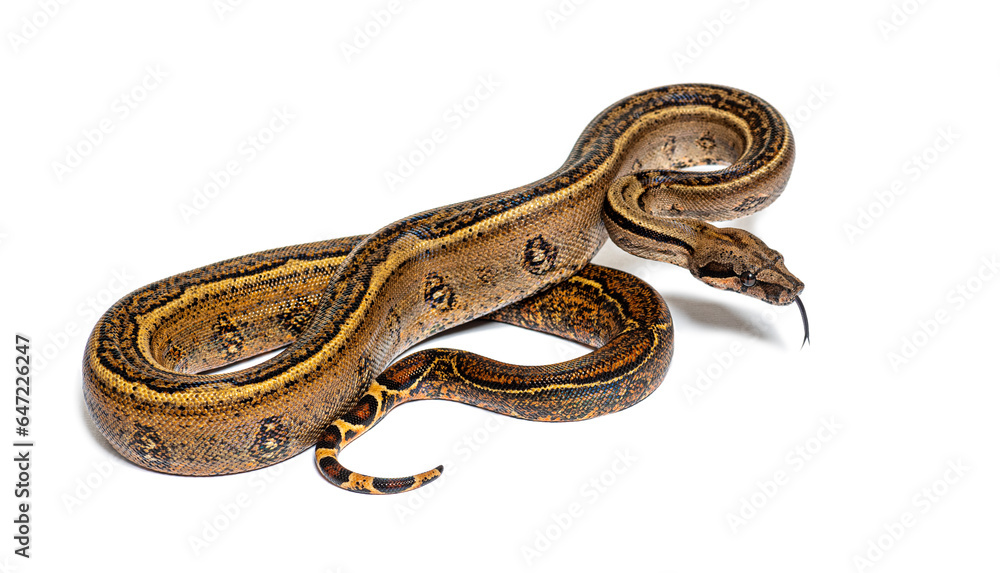 Black stripe boa constrictor sticking the tongue out, isolated on white Black stripe boa constrictor sticking the tongue out, isolated on white